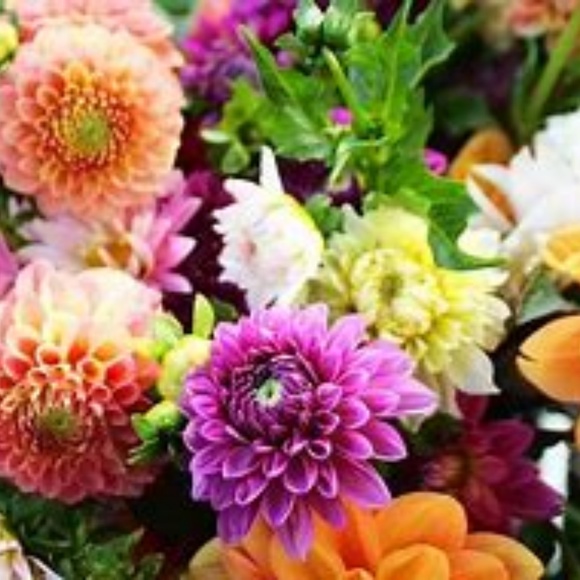 Meet your Posher, Ruby - Picture 1 of 1